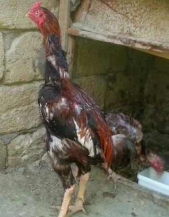 heyratı xoruz 2 fərəsilə birlikdə satılır tək prablemi xoruzun bir göz