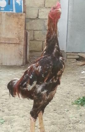 heyratı xoruz 2 fərəsilə birlikdə satılır tək prablemi xoruzun bir göz