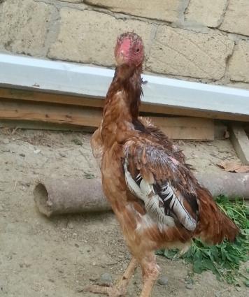 heyratı xoruz 2 fərəsilə birlikdə satılır tək prablemi xoruzun bir göz