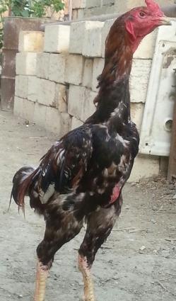 heyratı xoruz 2 fərəsilə birlikdə satılır tək prablemi xoruzun bir göz