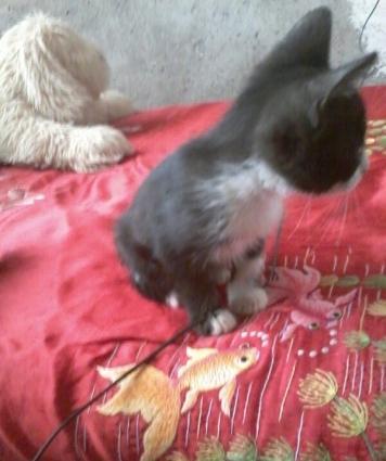 balaca piwikdi erkeydi.. oynamagi xowlayir ve insanlara tez uygunlawir