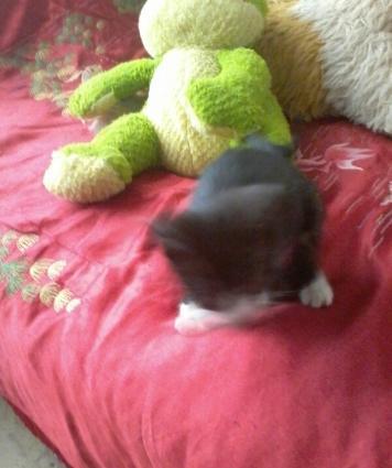 balaca piwikdi erkeydi.. oynamagi xowlayir ve insanlara tez uygunlawir