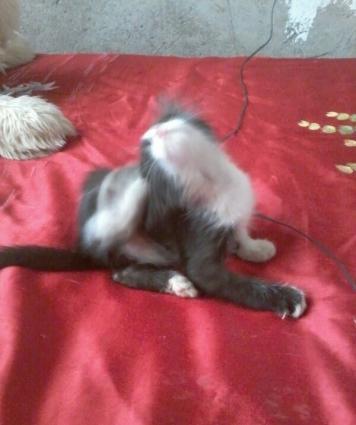 balaca piwikdi erkeydi.. oynamagi xowlayir ve insanlara tez uygunlawir