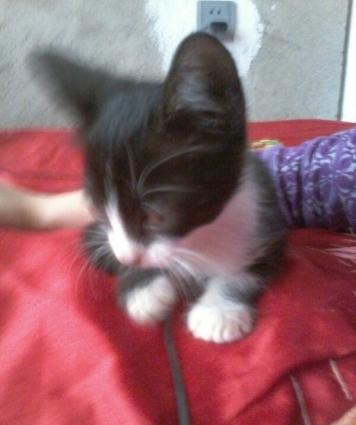 balaca piwikdi erkeydi.. oynamagi xowlayir ve insanlara tez uygunlawir