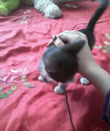 balaca piwikdi erkeydi.. oynamagi xowlayir ve insanlara tez uygunlawir