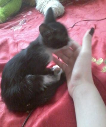 balaca piwikdi erkeydi.. oynamagi xowlayir ve insanlara tez uygunlawir