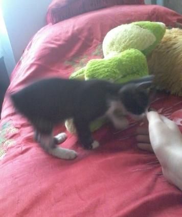 balaca piwikdi erkeydi.. oynamagi xowlayir ve insanlara tez uygunlawir