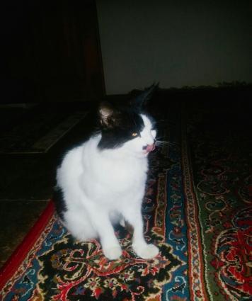 ev pişiyiev pişiyi.cox tukludur.cox sakitdir.stolun ustune cixmir.bay