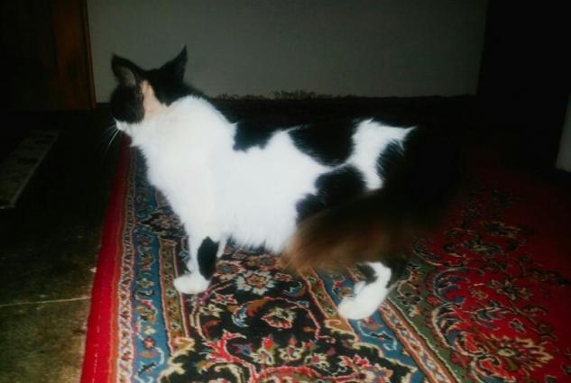 ev pişiyiev pişiyi.cox tukludur.cox sakitdir.stolun ustune cixmir.bay