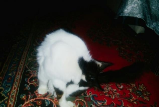 ev pişiyiev pişiyi.cox tukludur.cox sakitdir.stolun ustune cixmir.bay