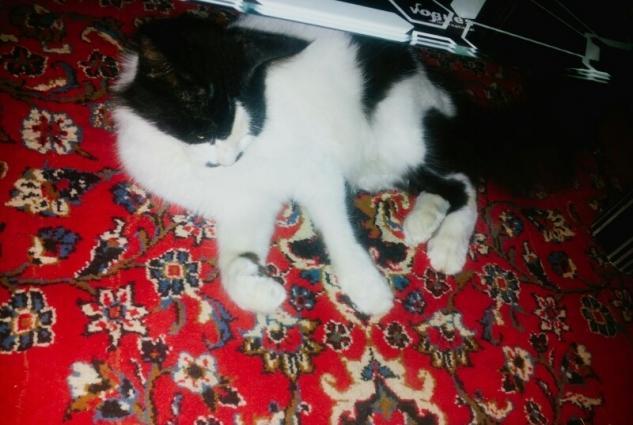 ev pişiyiev pişiyi.cox tukludur.cox sakitdir.stolun ustune cixmir.bay