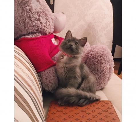 Smes britanca i persidskoi. 4 mesaca. k lotku priuchen. otdaem vse pri