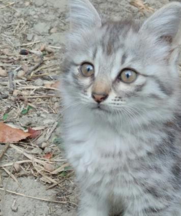 Boz Syberian (Sibirya pişiyi).Hal hazırda gördüyünüz pi**** demək olar
