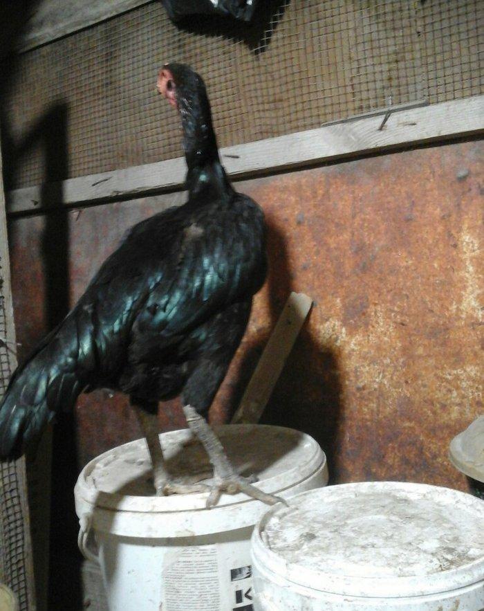 Heyratı toyugu doyusgen temiz ingilis sortu yumurtlayir tam saglamdir.