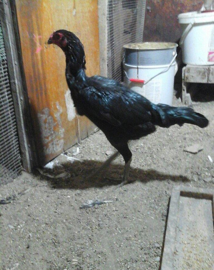 Heyratı toyugu doyusgen temiz ingilis sortu yumurtlayir tam saglamdir.