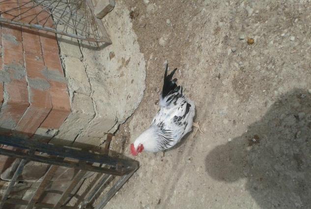 Erkek hinduska ve  diwi hinduwka damzliq satilir. 2 cut var.Her ikisi