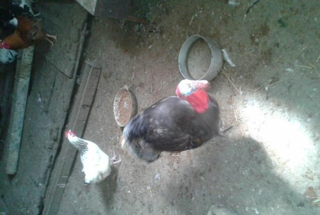 Erkek hinduska ve  diwi hinduwka damzliq satilir. 2 cut var.Her ikisi