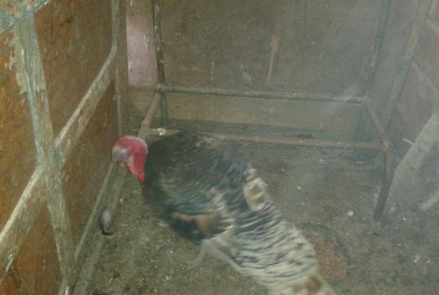 Erkek hinduska ve  diwi hinduwka damzliq satilir. 2 cut var.Her ikisi