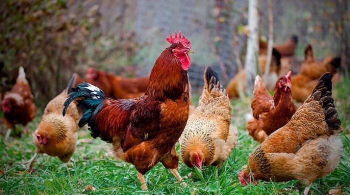 Kulcikan ve serbirst kend yumurtasi. Tam mayali qiymeti 0. 30 qepik co