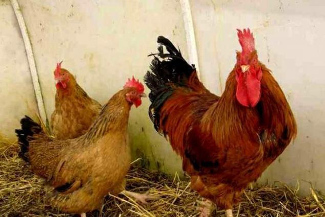 Qariwiq 100% tam mayali kend yumurtasi var. En coxda arasinda serbirst