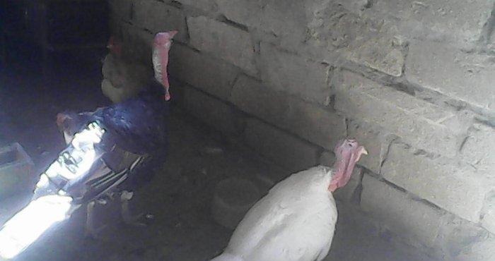 Tecili 2 cut hinduska satilir. 2 eded erkek 2 eded diwi hinduska satil