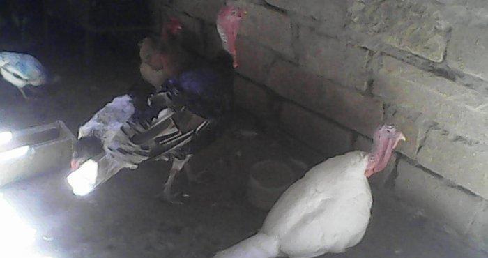 Tecili 2 cut hinduska satilir. 2 eded erkek 2 eded diwi hinduska satil