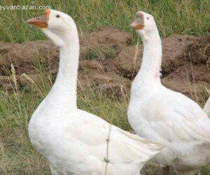 xalmaqor qaz 3 ayliq balalar satilir saxlamaqa yer yoxdu qiymet deyeri