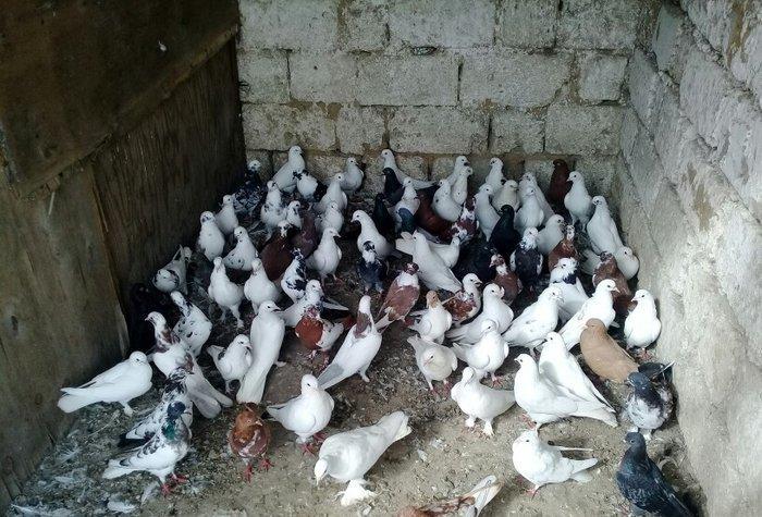 80 dene quwdu hoptavoy satiram niwanli quwlardi coxu 3 dene bedreng ol