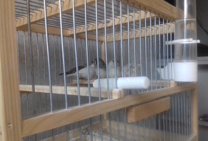 Salam amadin 5 dənə erkək dişisi bilinmir hələ ancaq real alclar