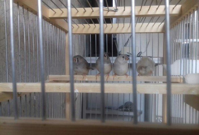 Salam amadin 5 dənə erkək dişisi bilinmir hələ ancaq real alclar