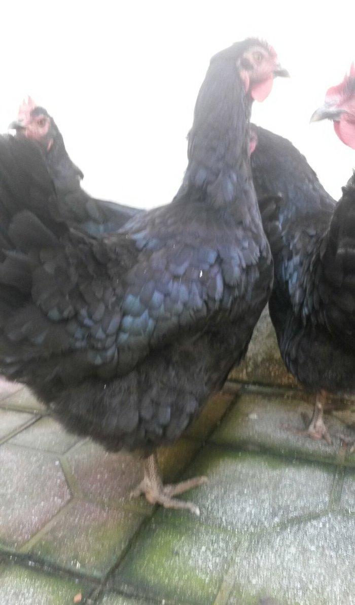 avstrolop sortlu Toyuq 50azn 1denesi real isteyen elaqe saxlasin