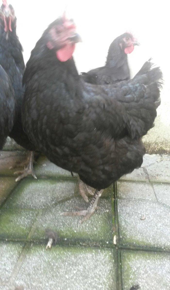 avstrolop sortlu Toyuq 50azn 1denesi real isteyen elaqe saxlasin