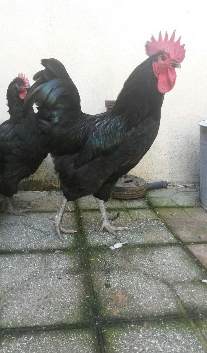 avstrolop sortlu Toyuq 50azn 1denesi real isteyen elaqe saxlasin