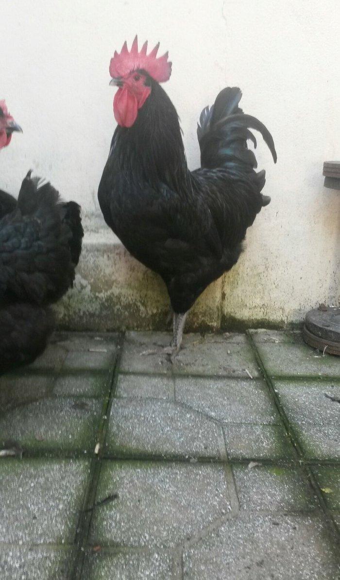 avstrolop sortlu Toyuq 50azn 1denesi real isteyen elaqe saxlasin