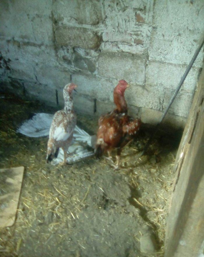 bir il bew ayliqdi super doyuwur atasi miwar anasi dowablardandi esl x