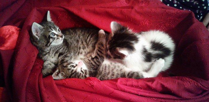 Домашняя здоровая девочка бесплатно. Пишите на whatsapp и скидывайте н