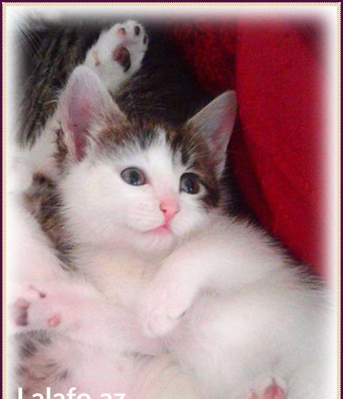 Домашняя здоровая девочка бесплатно. Пишите на whatsapp и скидывайте н