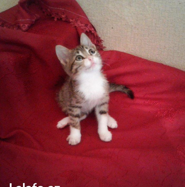 Домашняя здоровая девочка (2 мес) в надежные руки. Бесплатно. Пишите н