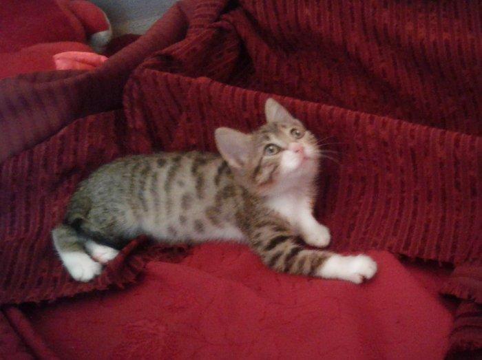 Домашняя здоровая девочка (2 мес) в надежные руки. Бесплатно. Пишите н