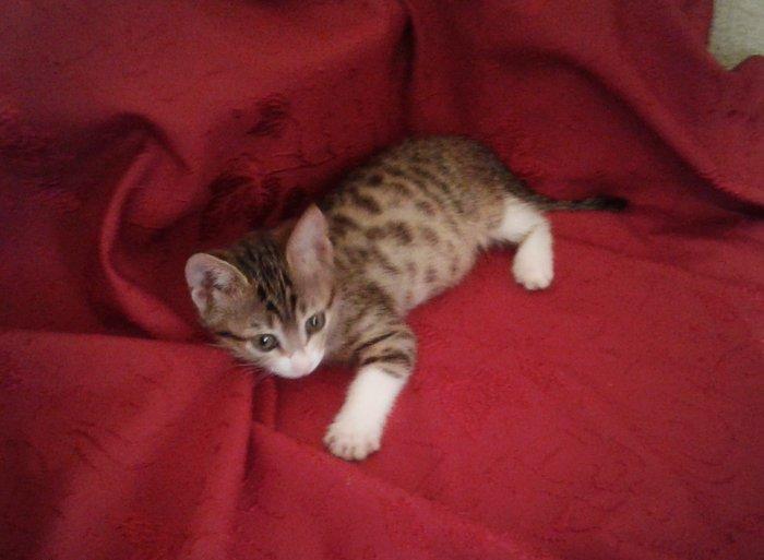 Домашняя здоровая девочка (2 мес) в надежные руки. Бесплатно. Пишите н