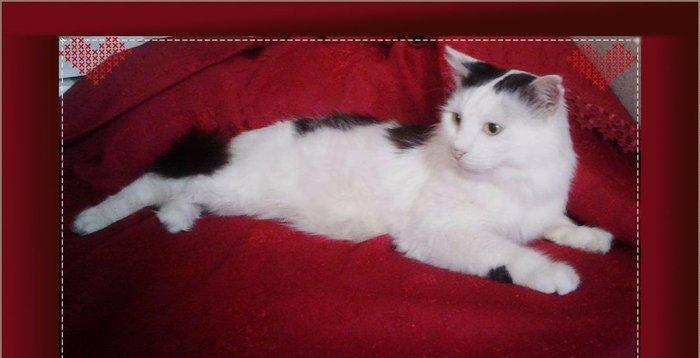 Мальчик (порода - Турецкий Ван, Кастрированный - не будеть метить, не