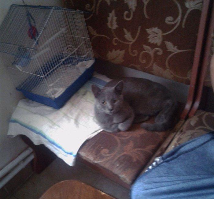 Домашн породистый здоровый мальчик (4 мес) в надежные руки. Бесплатно.