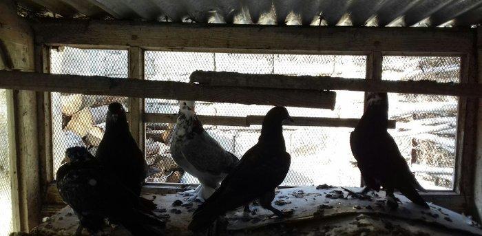 quwlar satilir 45-azn tam saqlamdilar hamisi lelekli biri badamdi biri