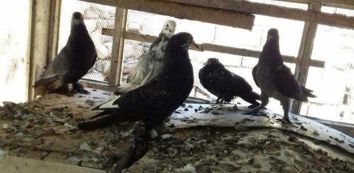 quwlar satilir 45-azn tam saqlamdilar hamisi lelekli biri badamdi biri