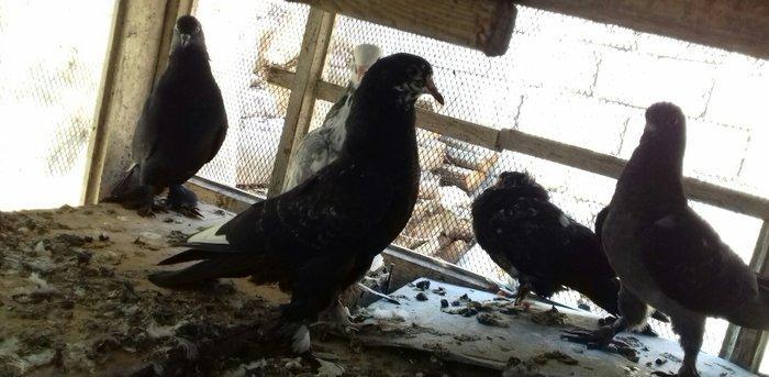 quwlar satilir 45-azn tam saqlamdilar hamisi lelekli biri badamdi biri