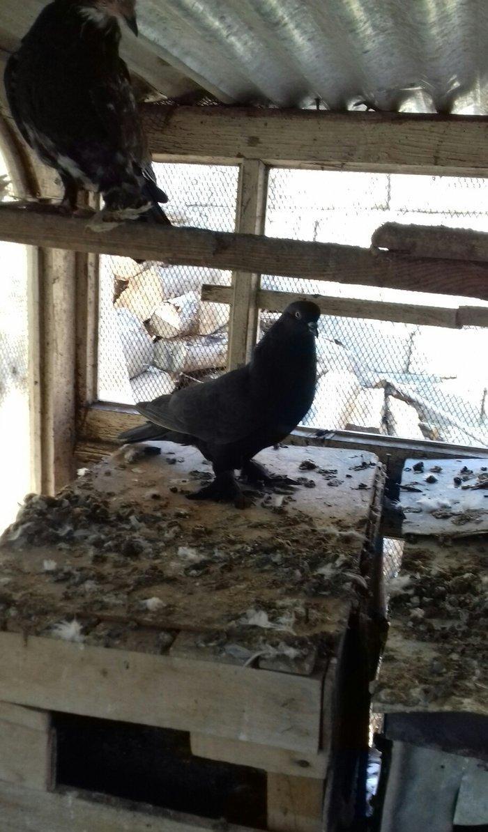 quwlar satilir 45-azn tam saqlamdilar hamisi lelekli biri badamdi biri