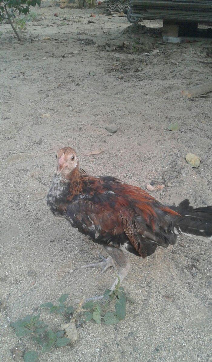 3 ayliq qirx pipiy feniks bece lasota cumoya ciceye qarsi vaksin olunu