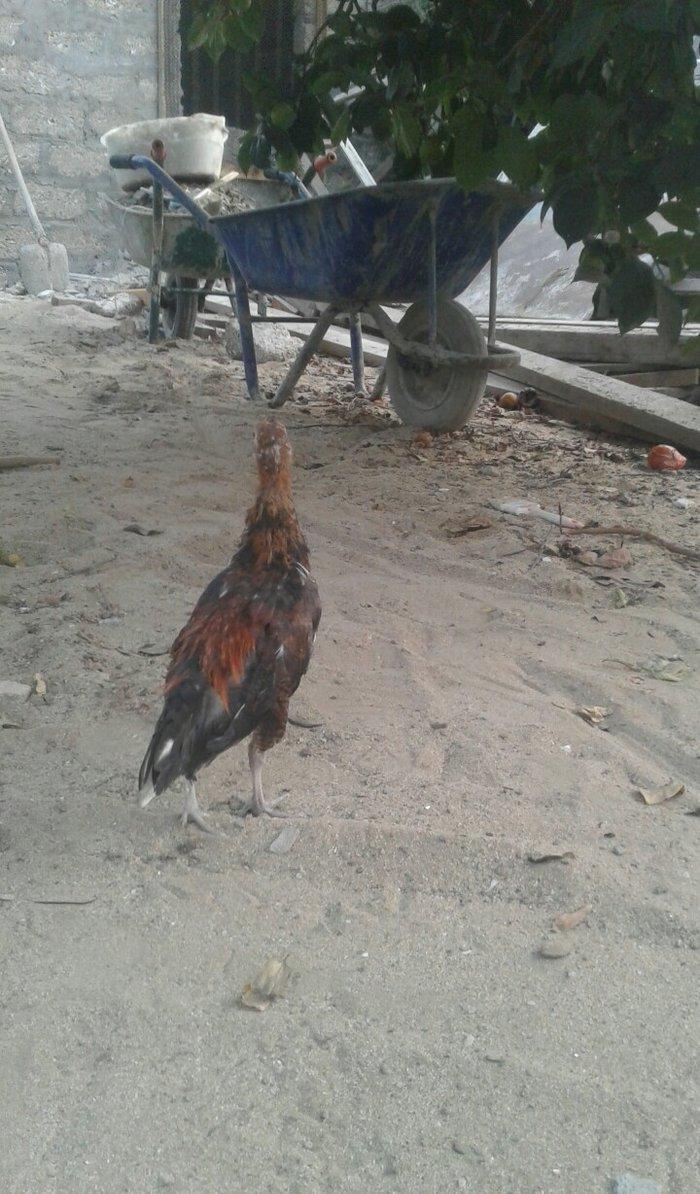 3 ayliq qirx pipiy feniks bece lasota cumoya ciceye qarsi vaksin olunu