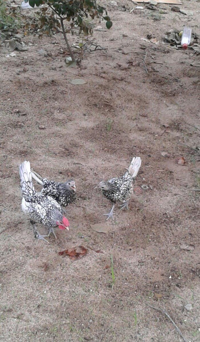 4 5 6 ayliq qizili ve gumusu sbraytlar,aqpapaq holland balscalardan, k