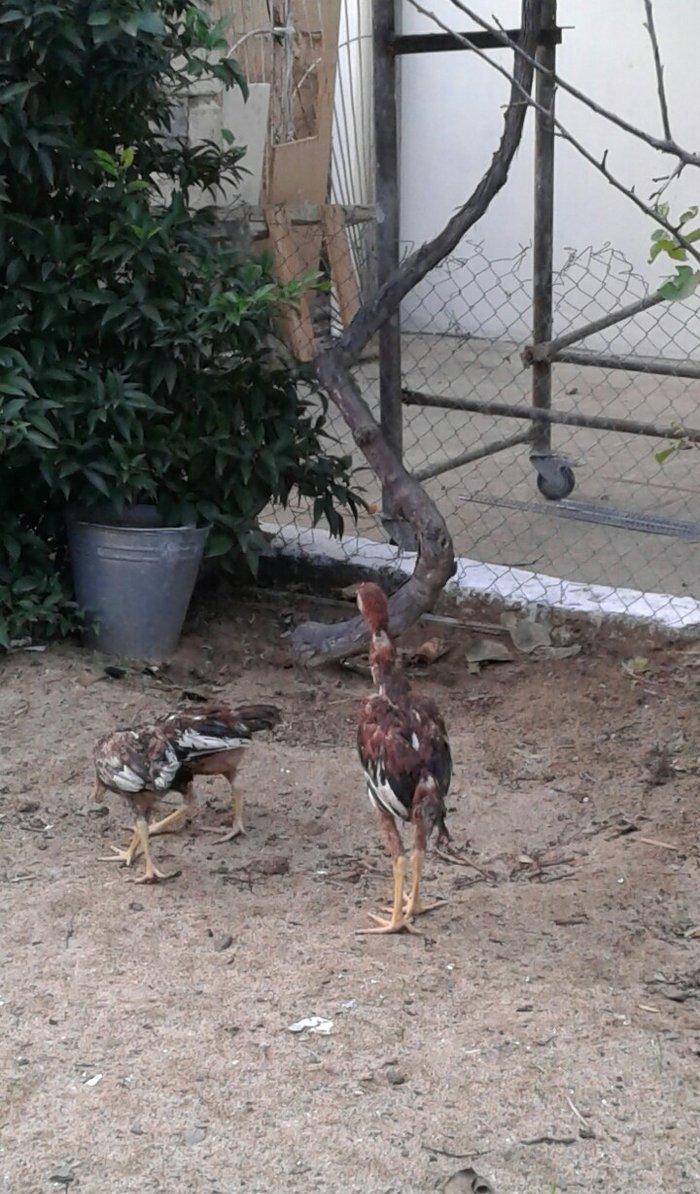 4 5 6 ayliq qizili ve gumusu sbraytlar,aqpapaq holland balscalardan, k